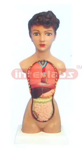 32 CM TALL, COLOURED FEMALE TORSO (15 PCS)